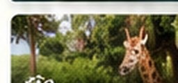 Zoofari desde Tequesquitengo